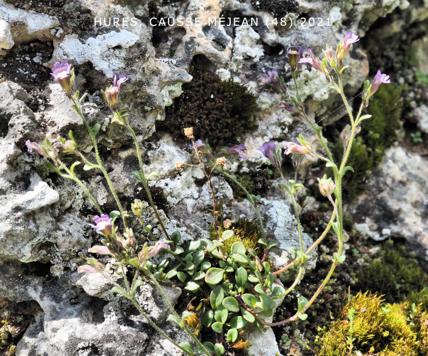 Toadflax, (Marjoram-leaved) plant